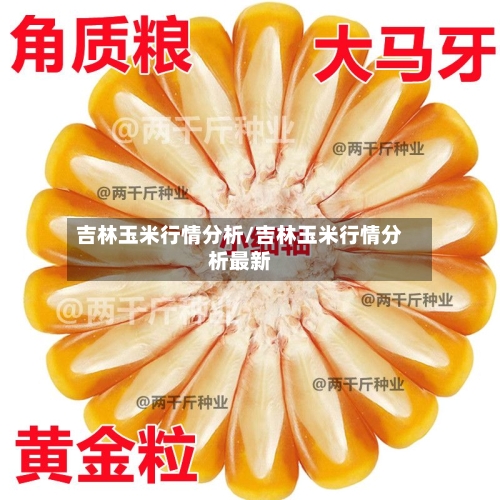 吉林玉米行情分析/吉林玉米行情分析最新