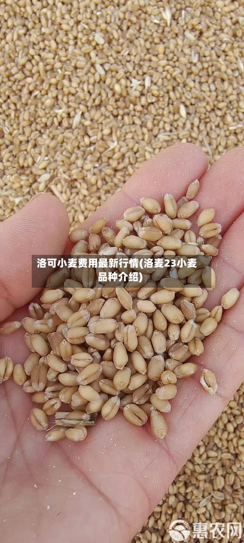 洛可小麦费用最新行情(洛麦23小麦品种介绍)-第3张图片
