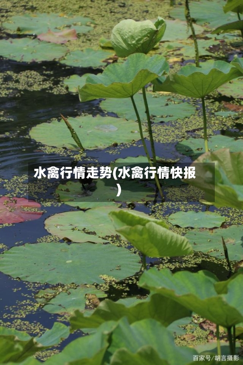 水禽行情走势(水禽行情快报)-第2张图片