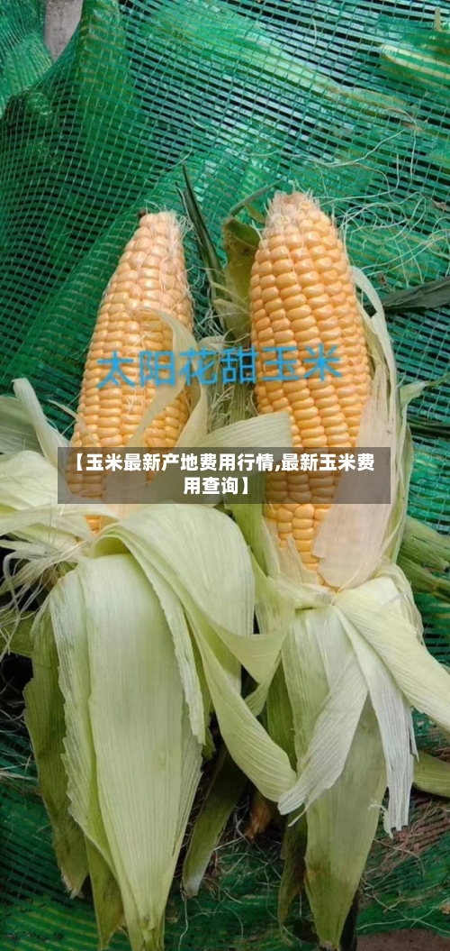 【玉米最新产地费用行情,最新玉米费用查询】