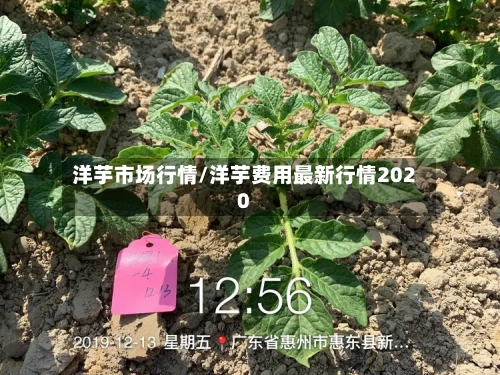 洋芋市场行情/洋芋费用最新行情2020-第1张图片