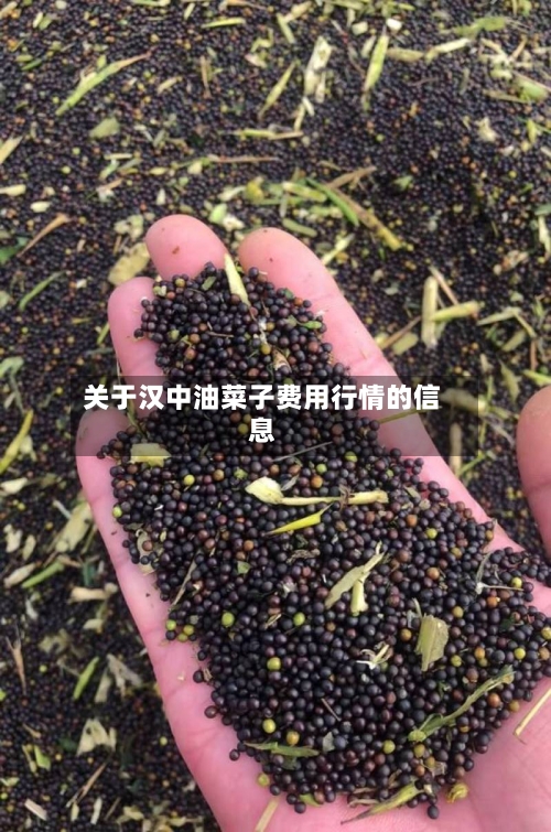 关于汉中油菜子费用行情的信息-第2张图片