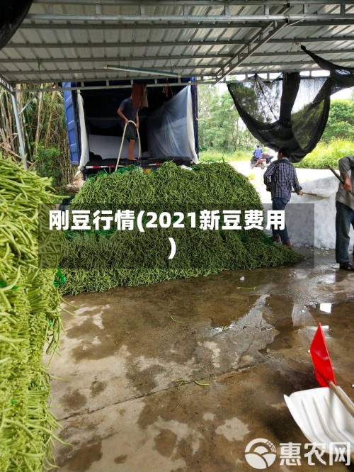 刚豆行情(2021新豆费用)