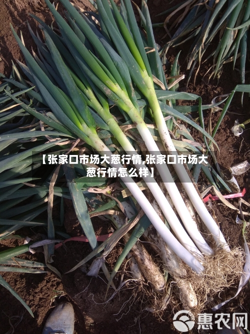 【张家口市场大葱行情,张家口市场大葱行情怎么样】-第3张图片