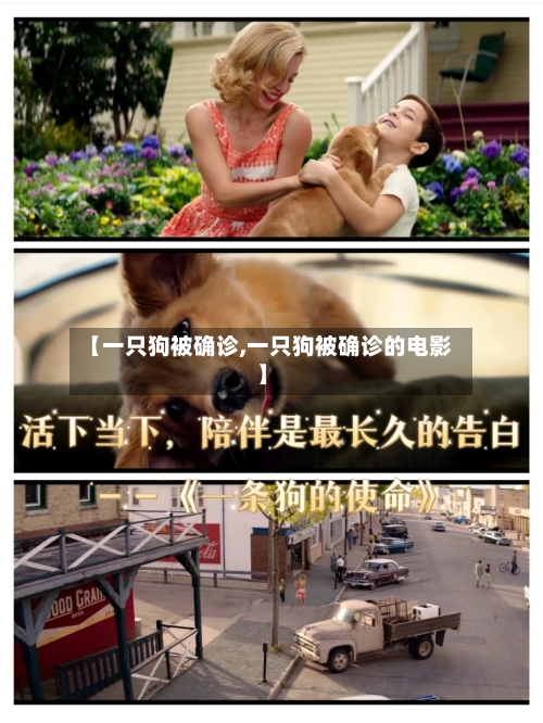 【一只狗被确诊,一只狗被确诊的电影】-第2张图片