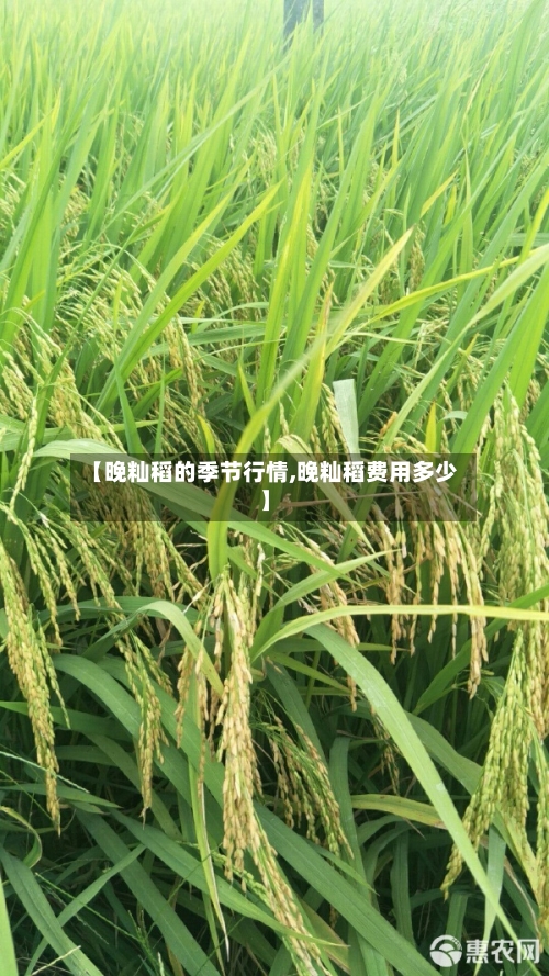 【晚籼稻的季节行情,晚籼稻费用多少】-第2张图片