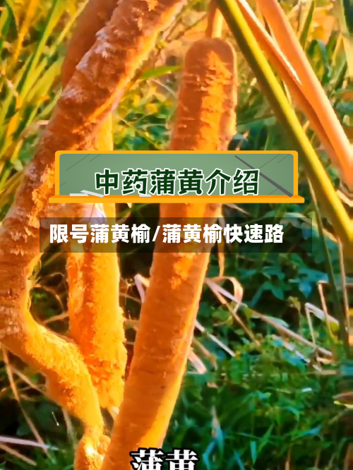 限号蒲黄榆/蒲黄榆快速路