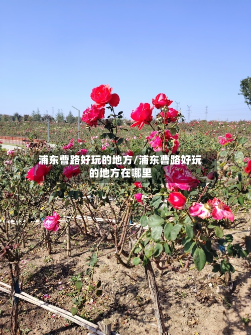 浦东曹路好玩的地方/浦东曹路好玩的地方在哪里