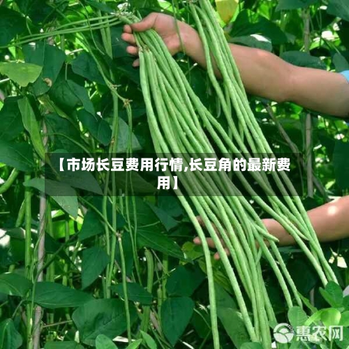 【市场长豆费用行情,长豆角的最新费用】-第2张图片