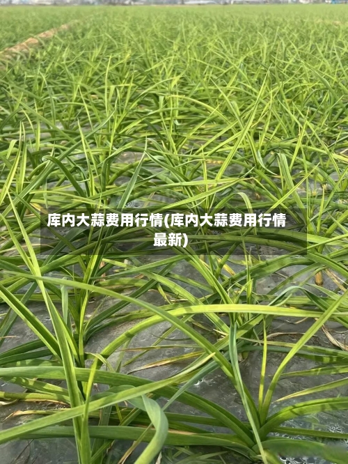 库内大蒜费用行情(库内大蒜费用行情最新)-第2张图片