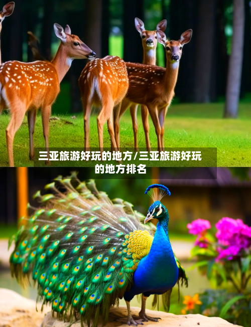 三亚旅游好玩的地方/三亚旅游好玩的地方排名-第2张图片