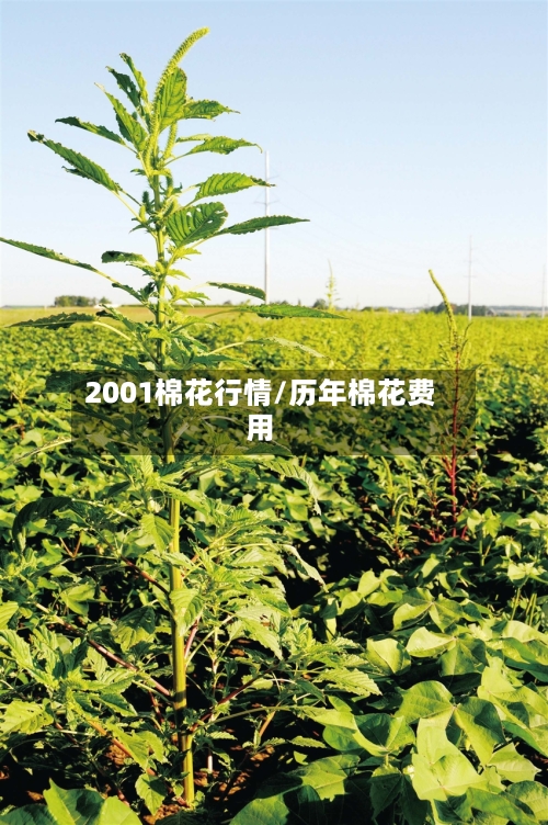 2001棉花行情/历年棉花费用