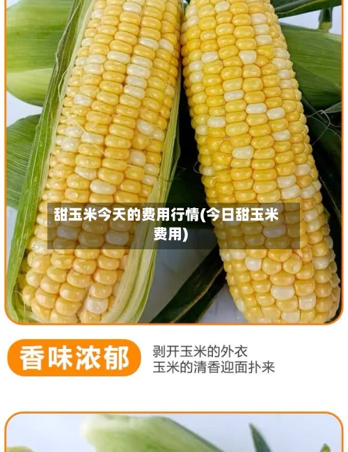 甜玉米今天的费用行情(今日甜玉米费用)