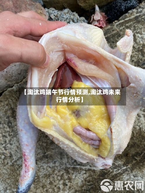 【淘汰鸡端午节行情预测,淘汰鸡未来行情分析】