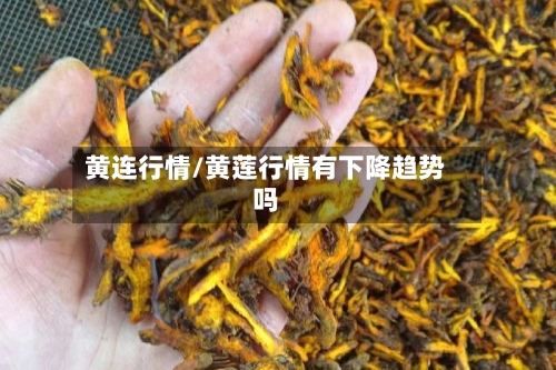 黄连行情/黄莲行情有下降趋势吗-第2张图片