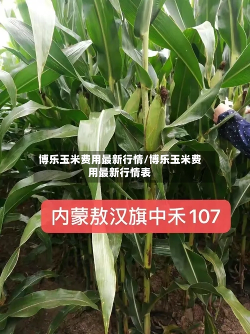 博乐玉米费用最新行情/博乐玉米费用最新行情表