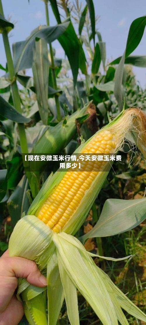【现在安微玉米行情,今天安徽玉米费用多少】-第2张图片