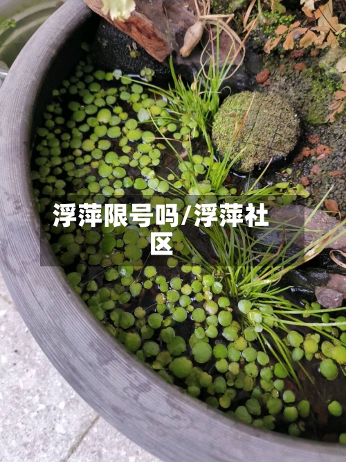 浮萍限号吗/浮萍社区