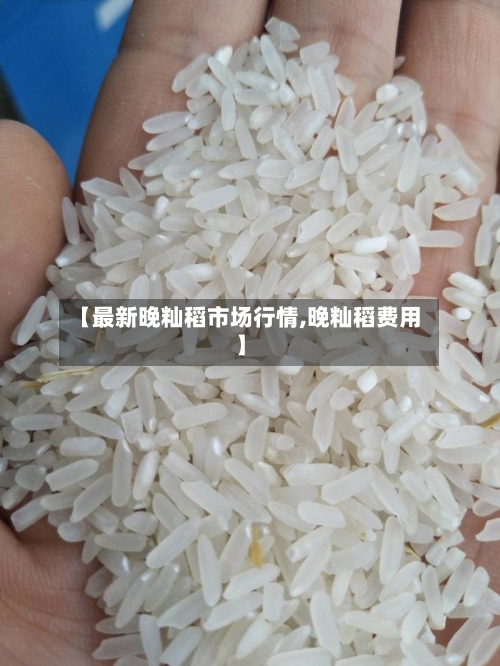 【最新晚籼稻市场行情,晚籼稻费用】-第3张图片