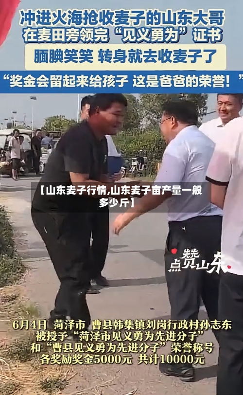 【山东麦子行情,山东麦子亩产量一般多少斤】-第3张图片