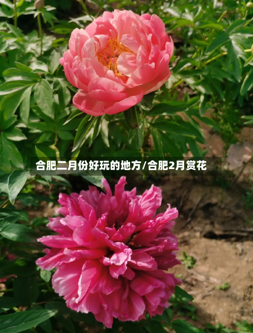 合肥二月份好玩的地方/合肥2月赏花