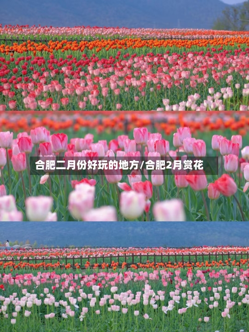 合肥二月份好玩的地方/合肥2月赏花-第2张图片