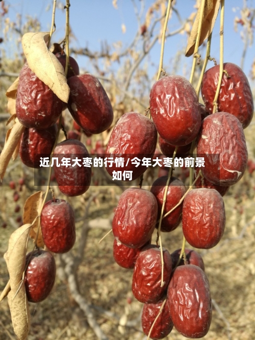 近几年大枣的行情/今年大枣的前景如何-第2张图片