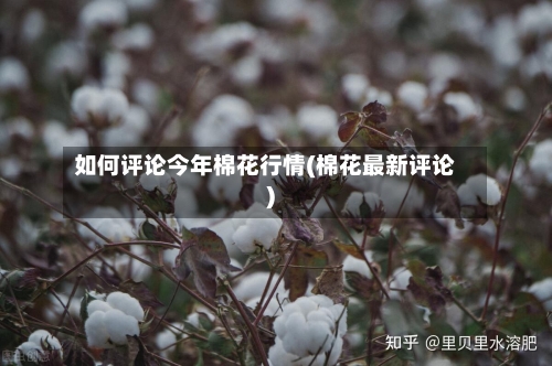 如何评论今年棉花行情(棉花最新评论)