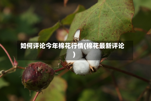 如何评论今年棉花行情(棉花最新评论)-第2张图片