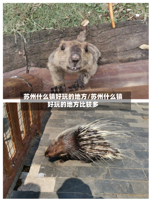 苏州什么镇好玩的地方/苏州什么镇好玩的地方比较多