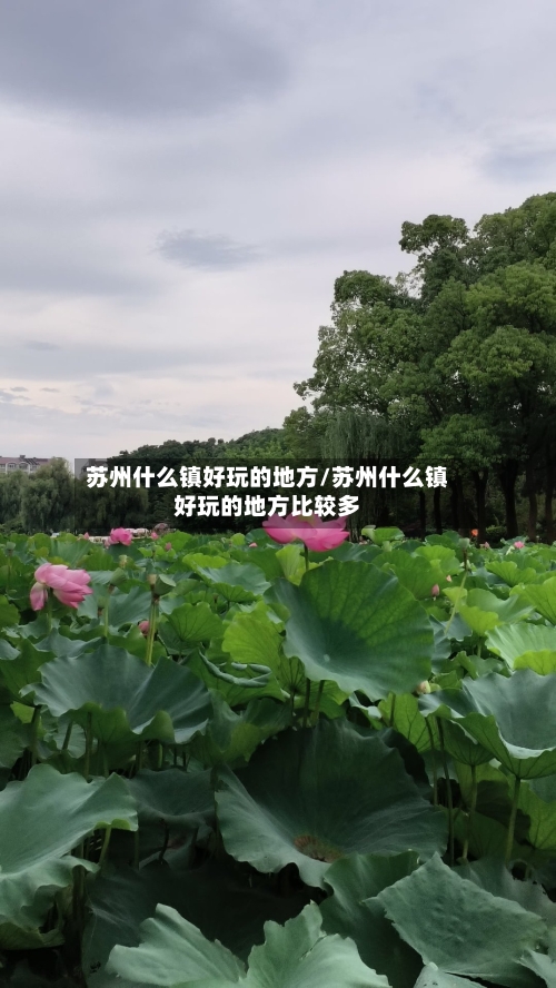 苏州什么镇好玩的地方/苏州什么镇好玩的地方比较多-第3张图片