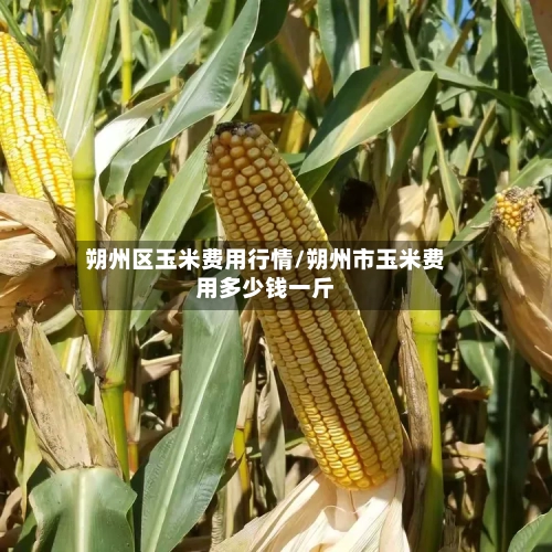 朔州区玉米费用行情/朔州市玉米费用多少钱一斤
