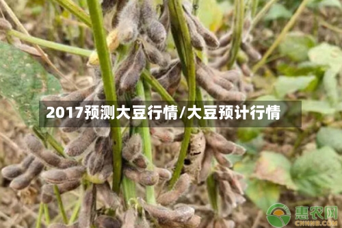 2017预测大豆行情/大豆预计行情