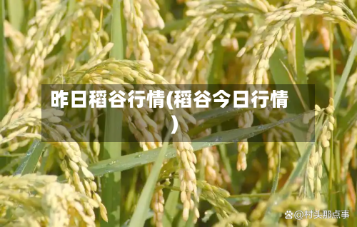 昨日稻谷行情(稻谷今日行情)-第3张图片