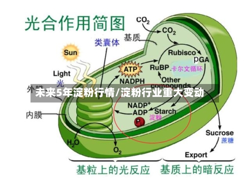 未来5年淀粉行情/淀粉行业重大变动