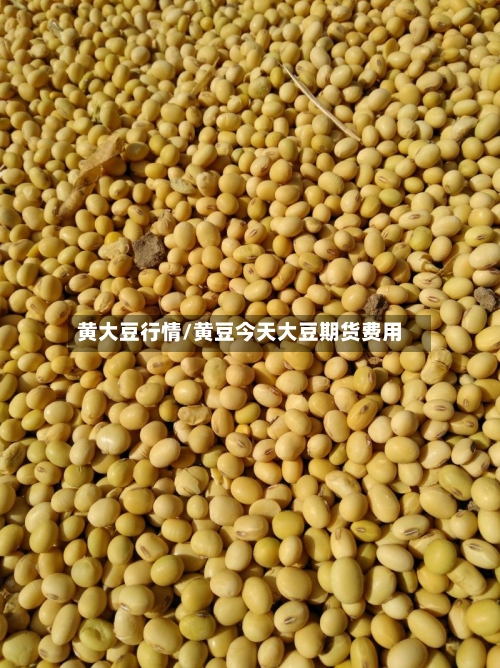 黄大豆行情/黄豆今天大豆期货费用-第2张图片