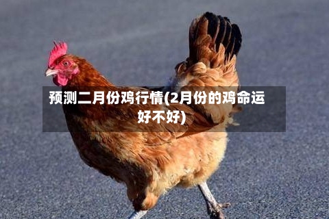 预测二月份鸡行情(2月份的鸡命运好不好)