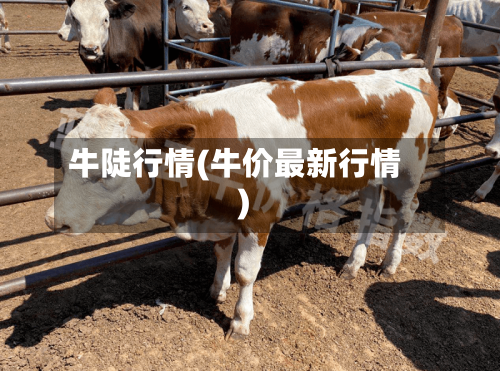 牛陡行情(牛价最新行情)