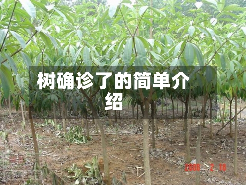 树确诊了的简单介绍