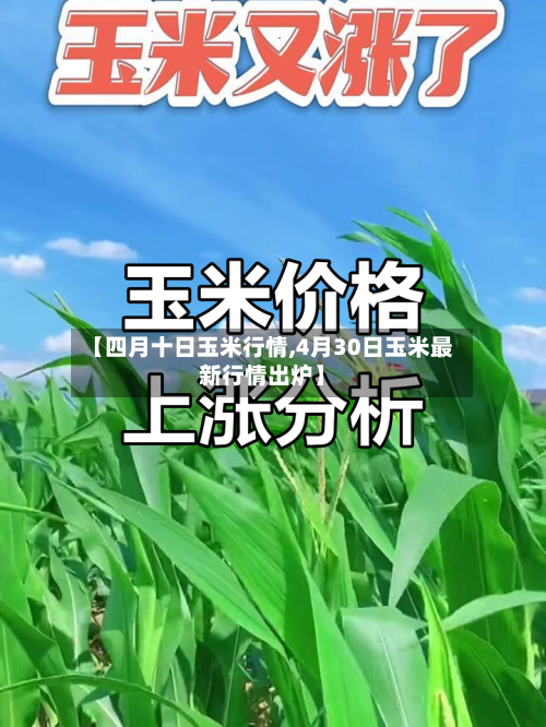 【四月十日玉米行情,4月30日玉米最新行情出炉】-第3张图片