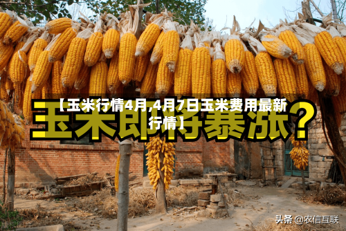 【玉米行情4月,4月7日玉米费用最新行情】