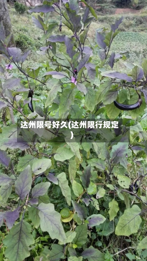 达州限号好久(达州限行规定)-第3张图片