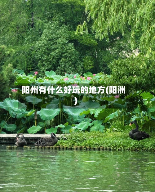 阳州有什么好玩的地方(阳洲)