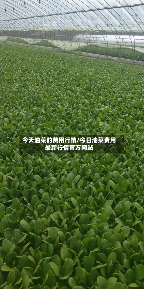 今天油菜的费用行情/今日油菜费用最新行情官方网站